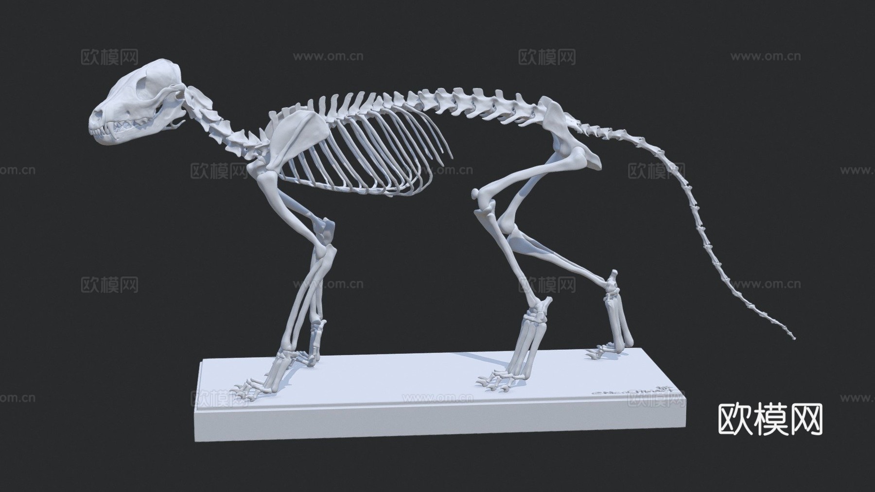 库佩奥狐骨架3d模型
