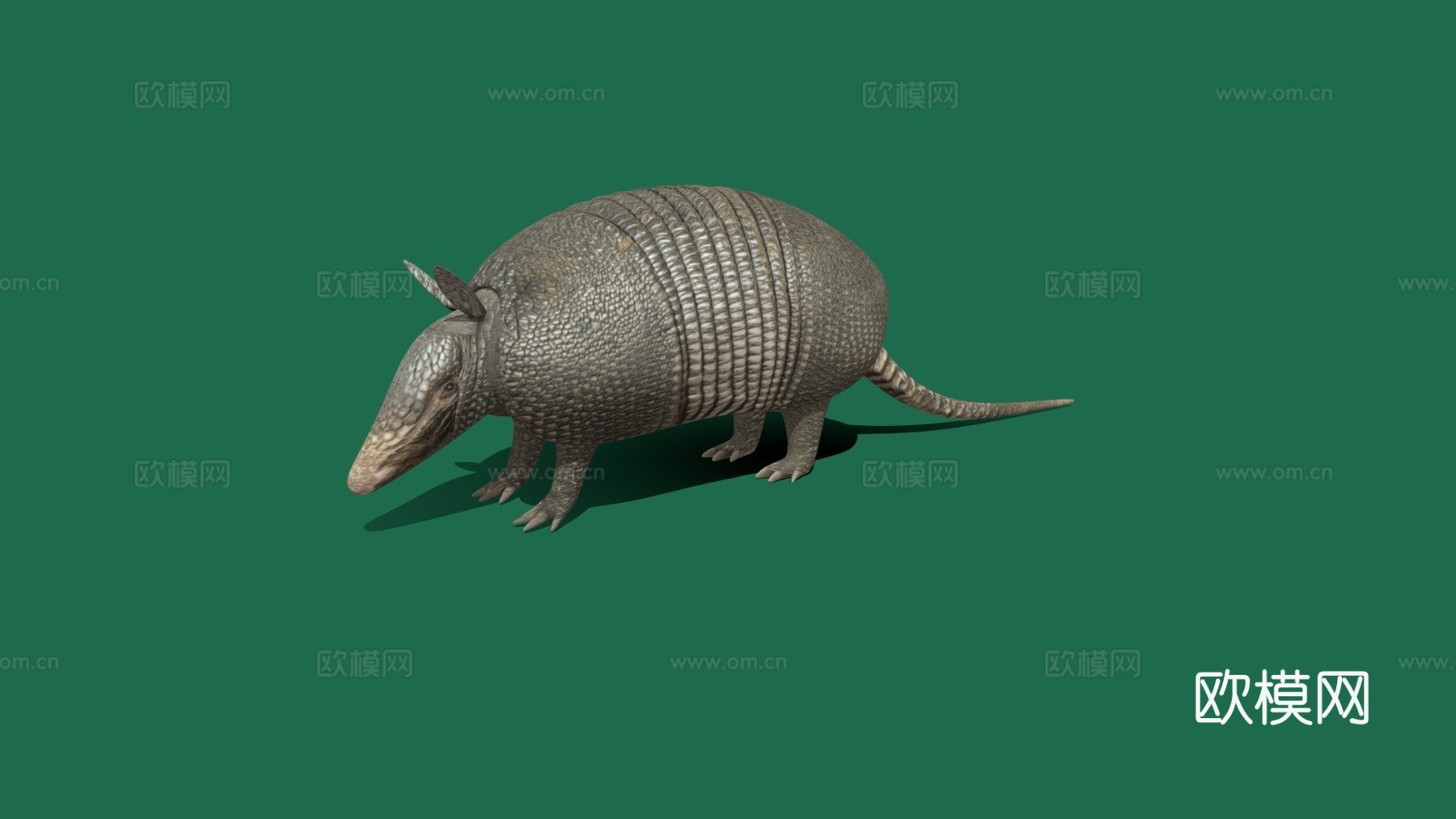 犰狳3d模型