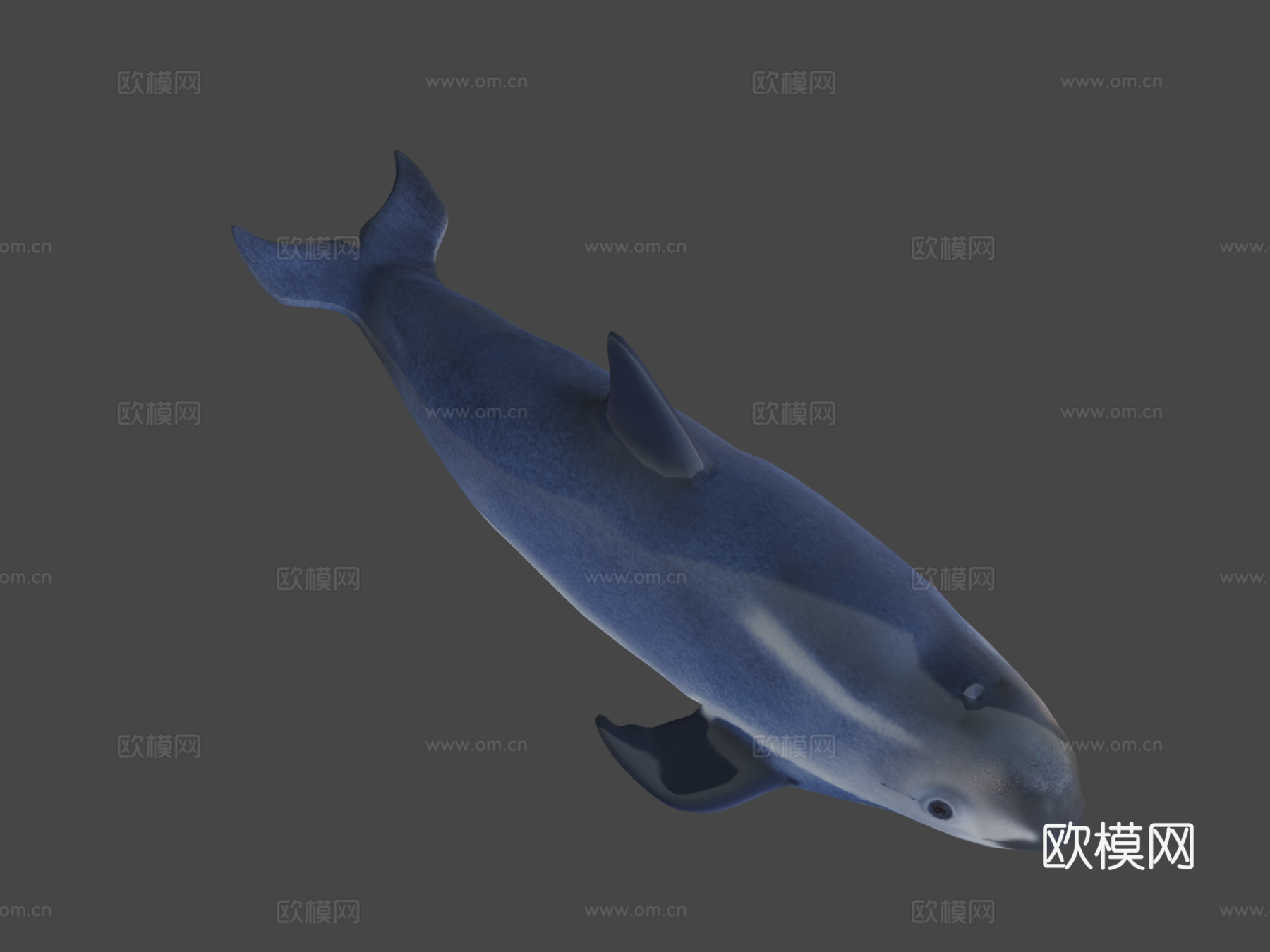 小头鼠海豚3d模型