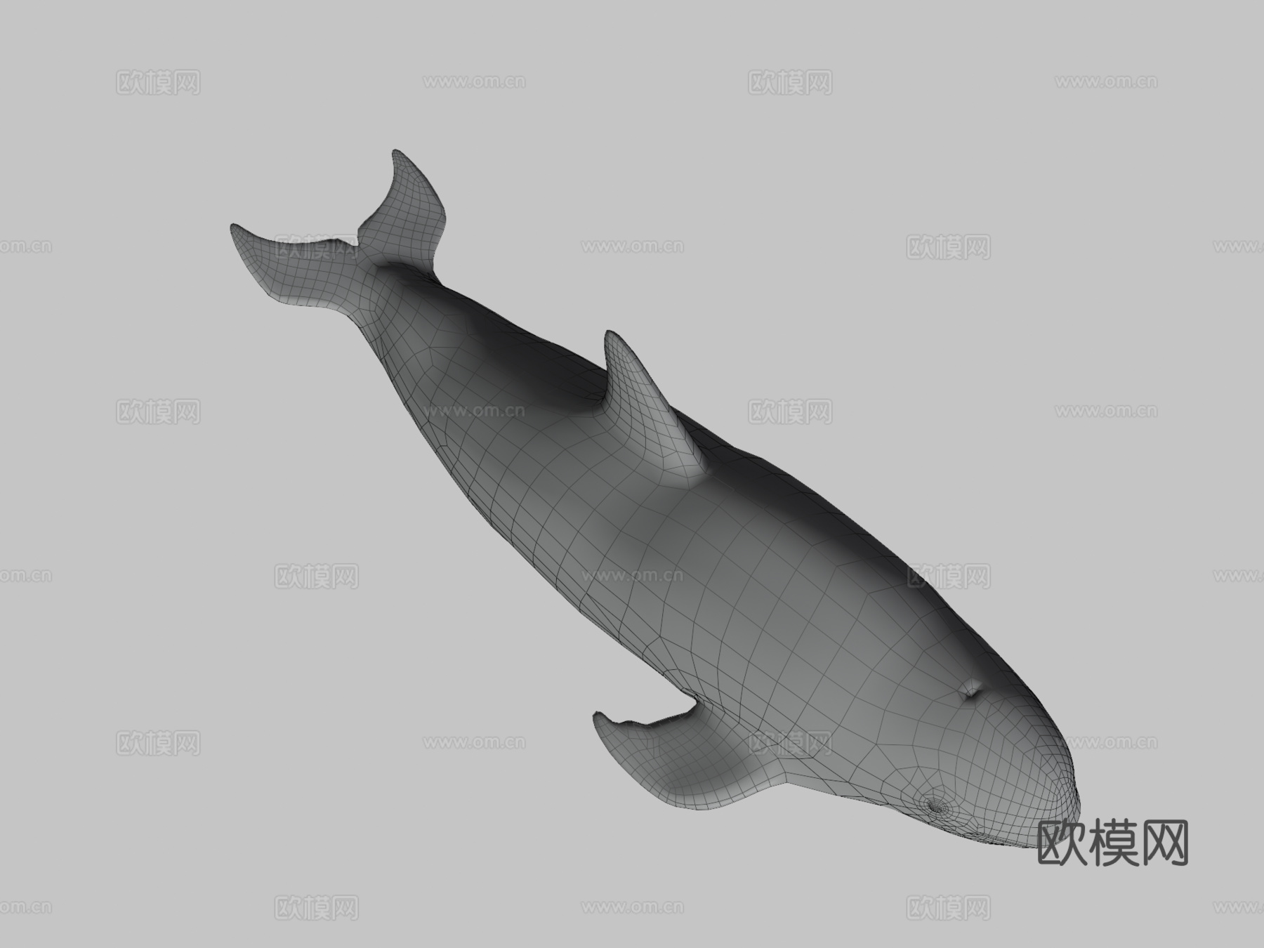 小头鼠海豚3d模型