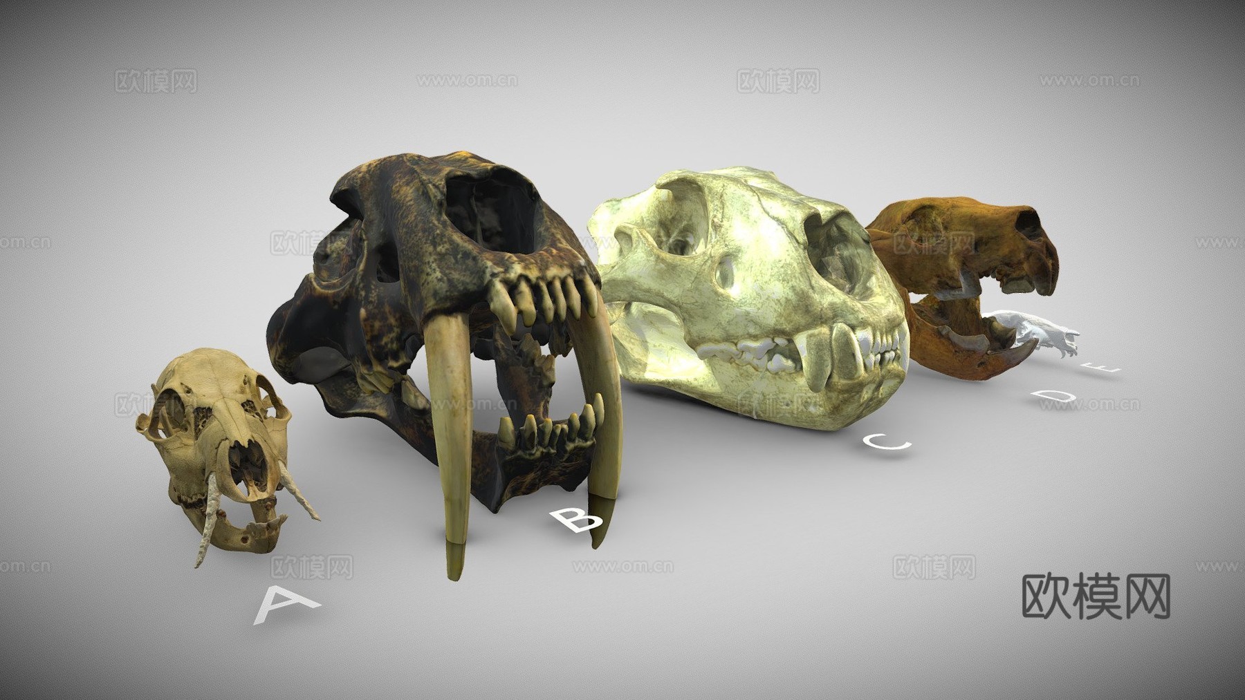 多种犬齿放大头骨3d模型