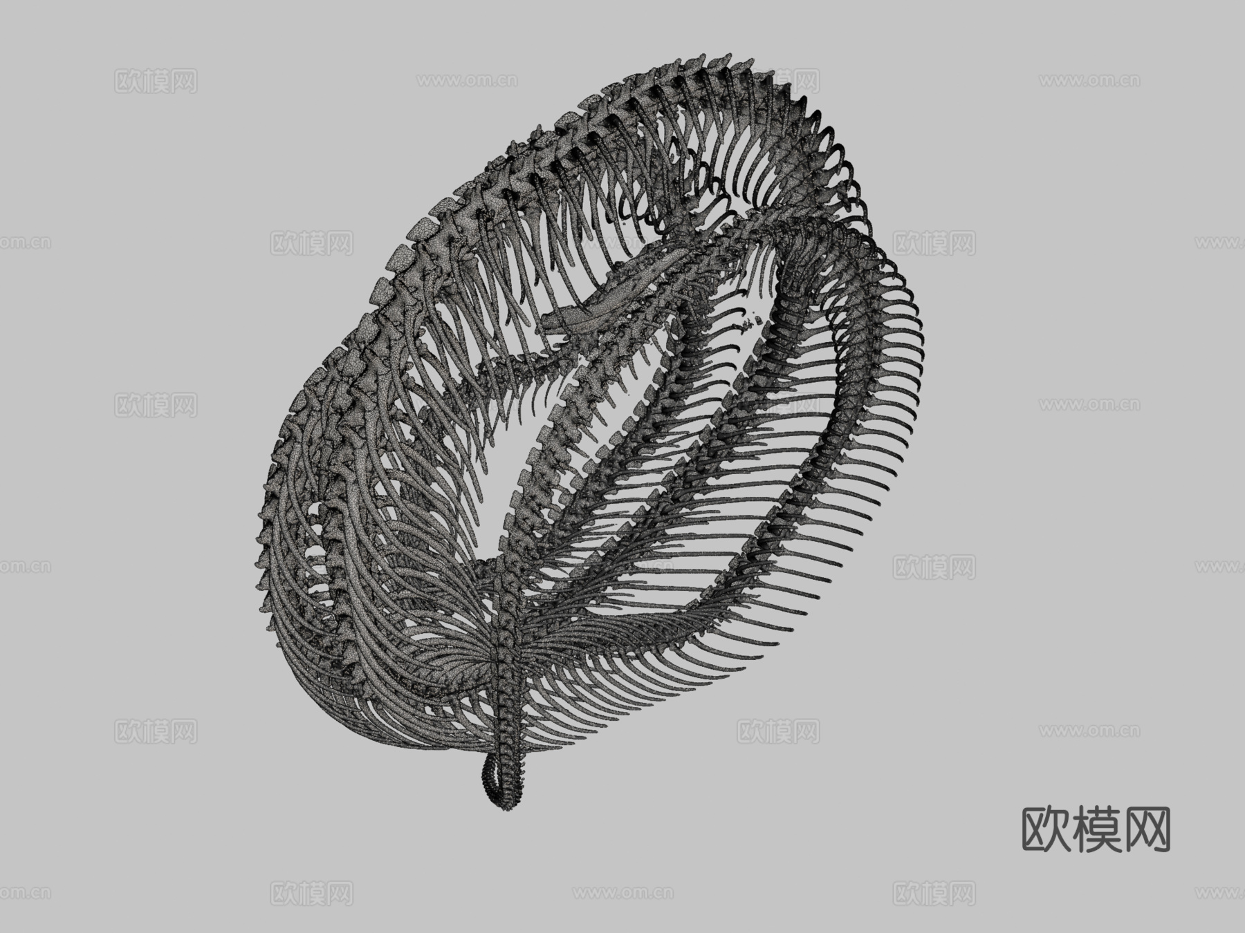 玉米蛇骨架3d模型