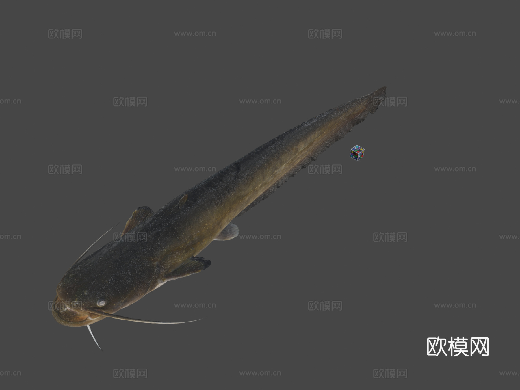 CC0鲶鱼?日本鲇鱼3d模型