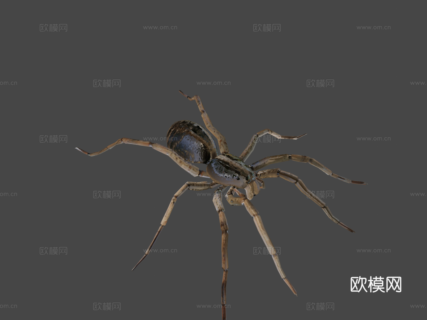 卡罗莱纳狼蛛3d模型