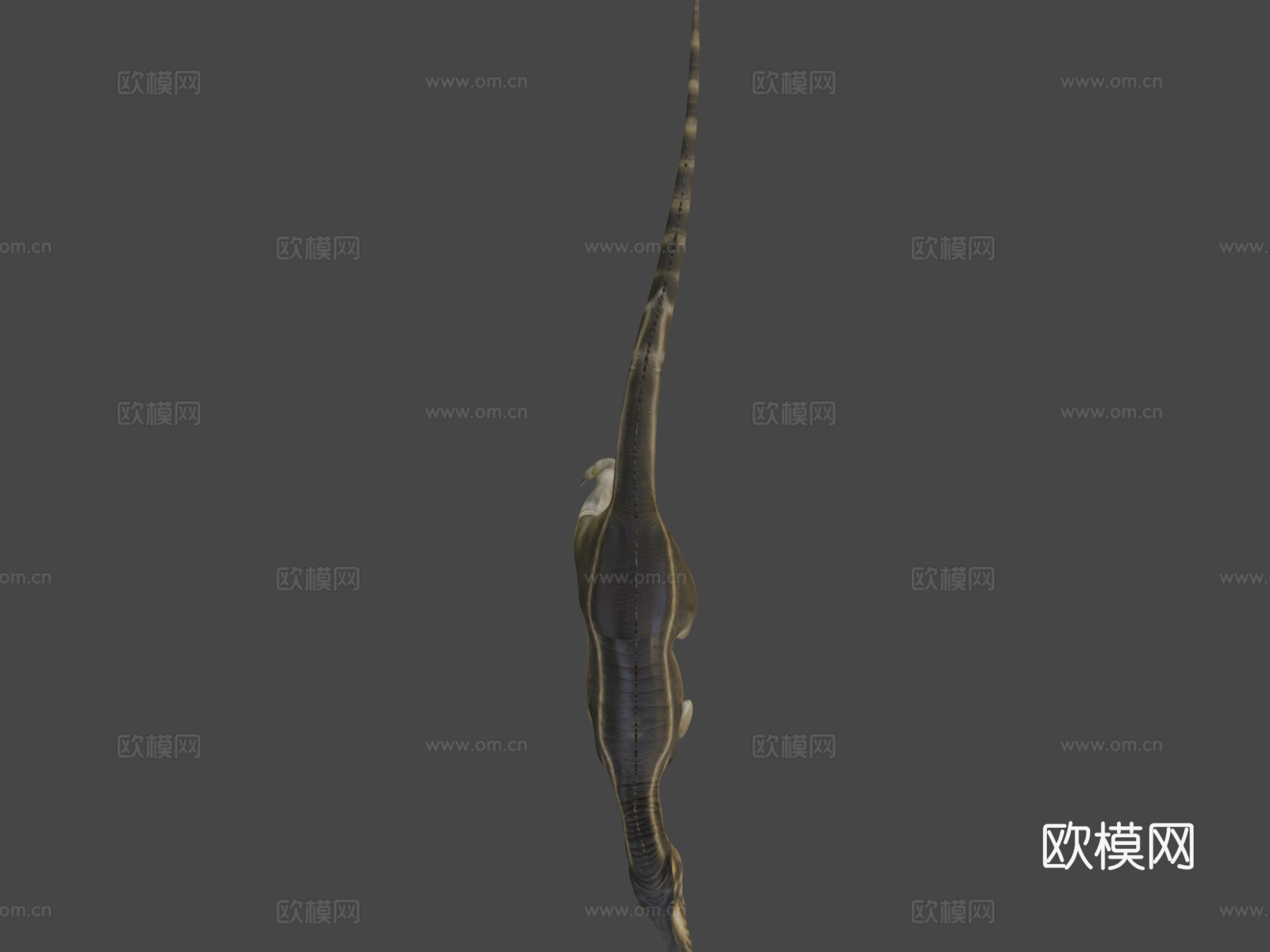 撒哈拉鲨齿龙3d模型