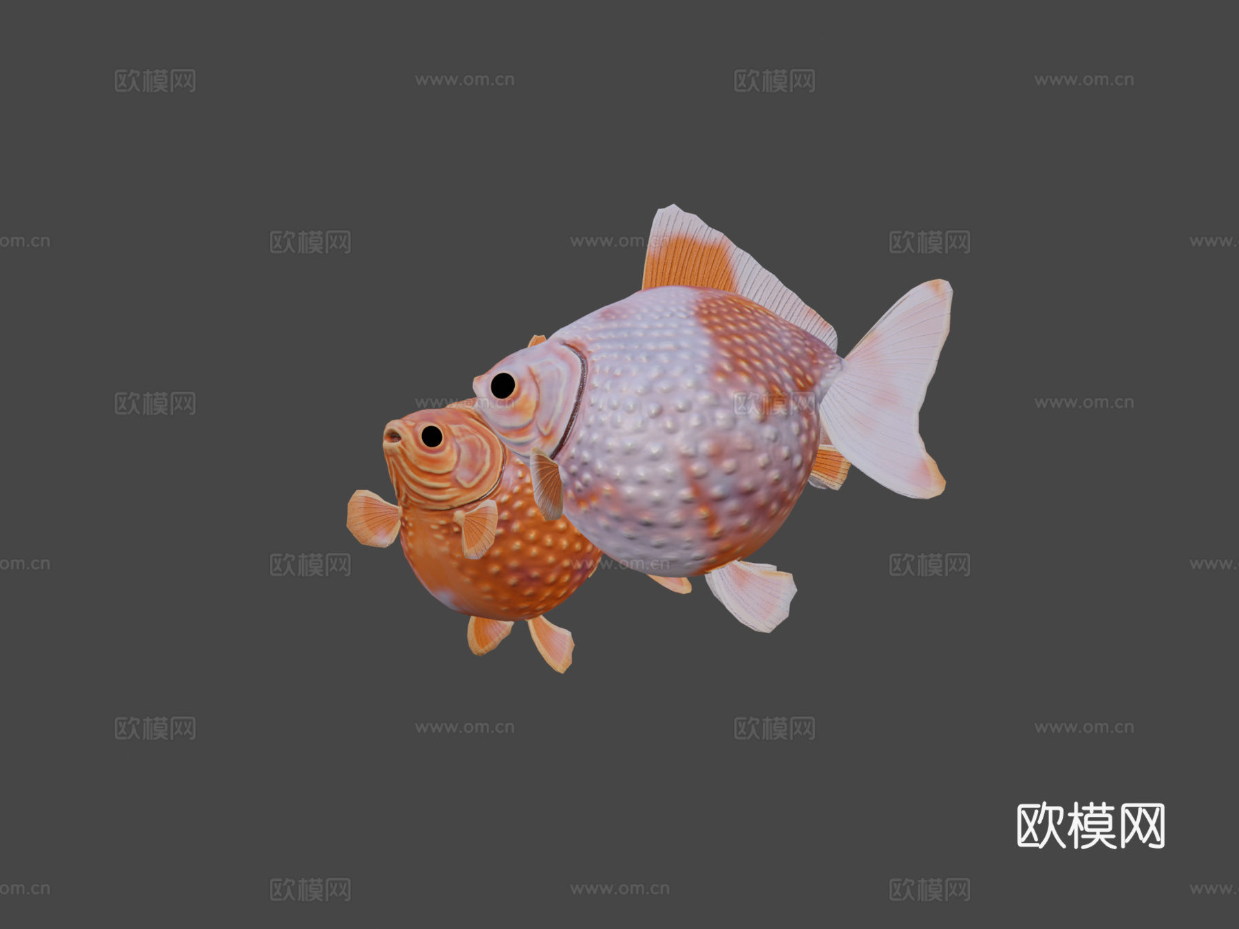 珍珠鳞金鱼3d模型