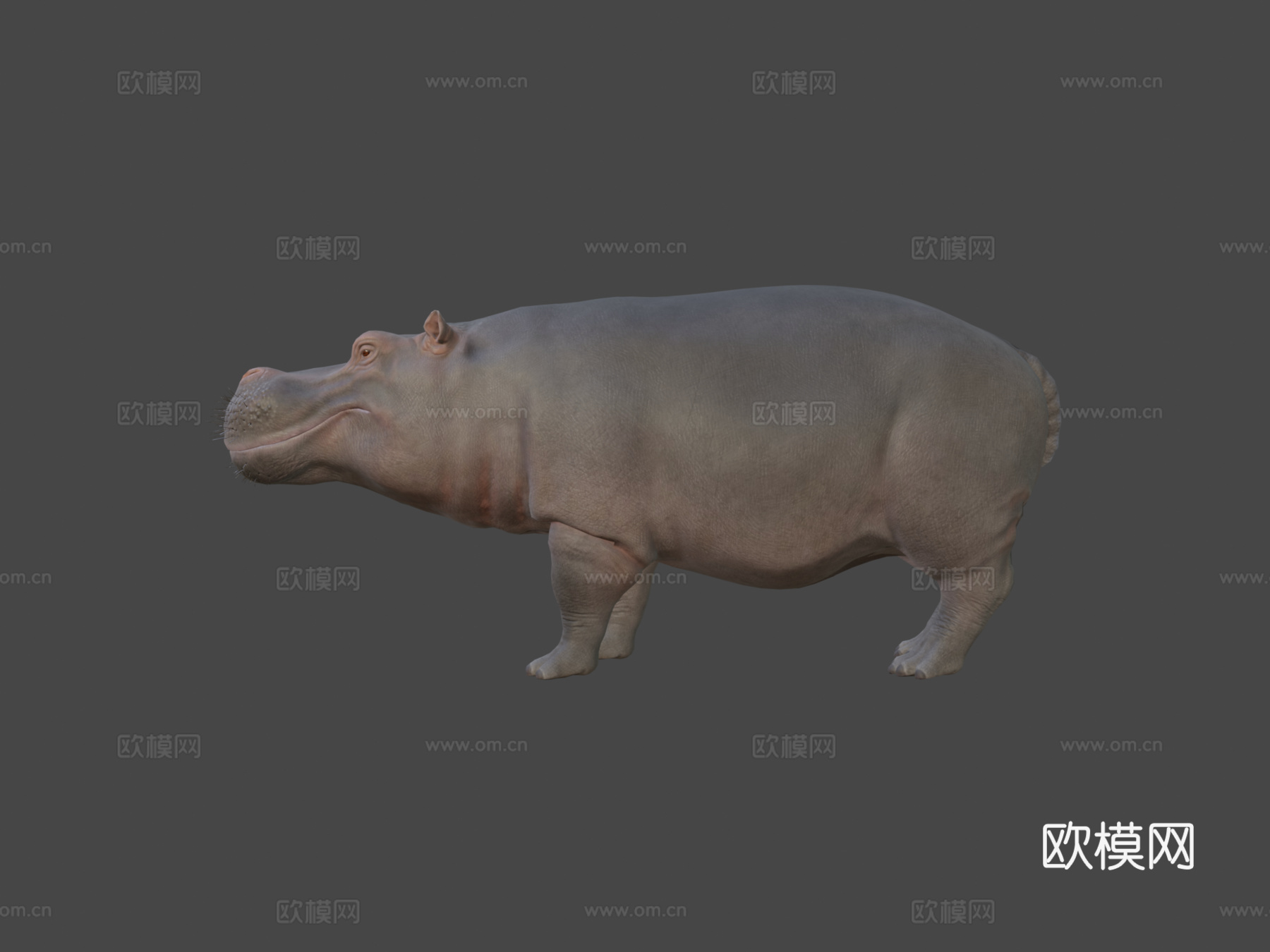 河马3d模型
