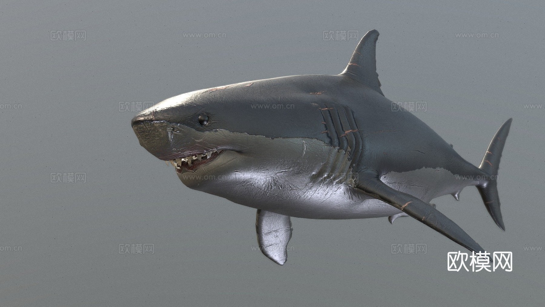 巨齿鲨3d模型