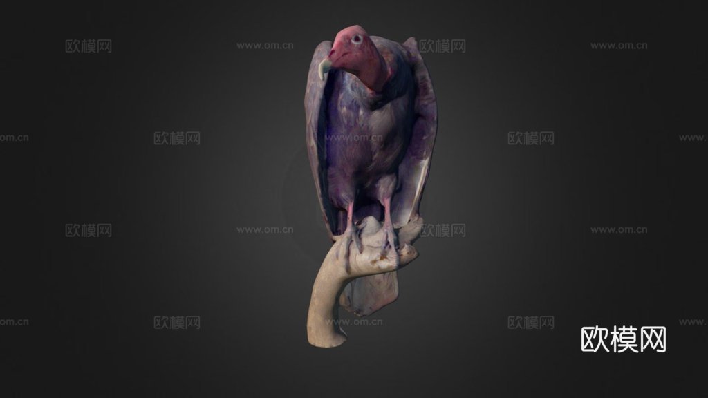 红头美洲鹫3d模型
