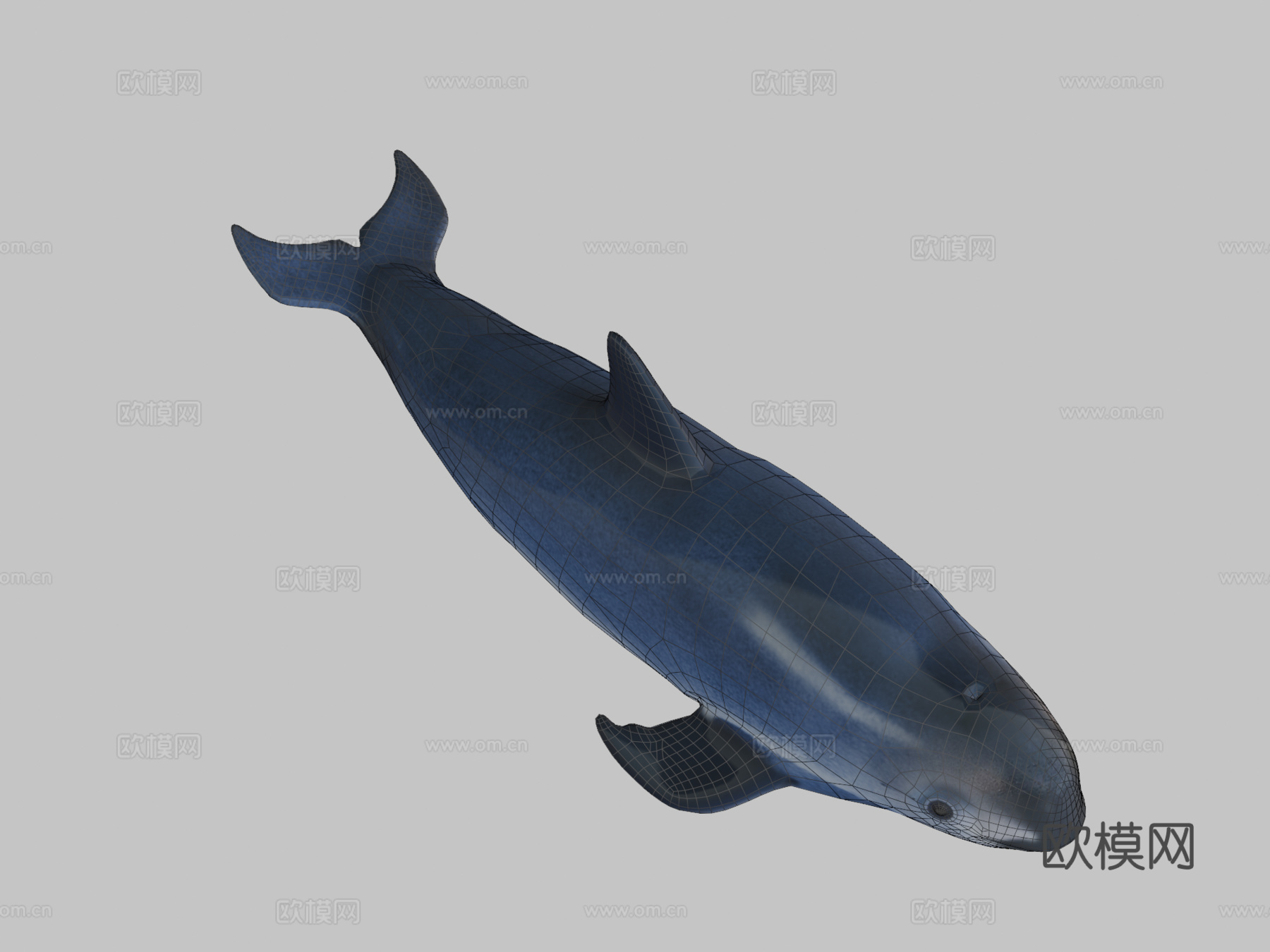 小头鼠海豚3d模型