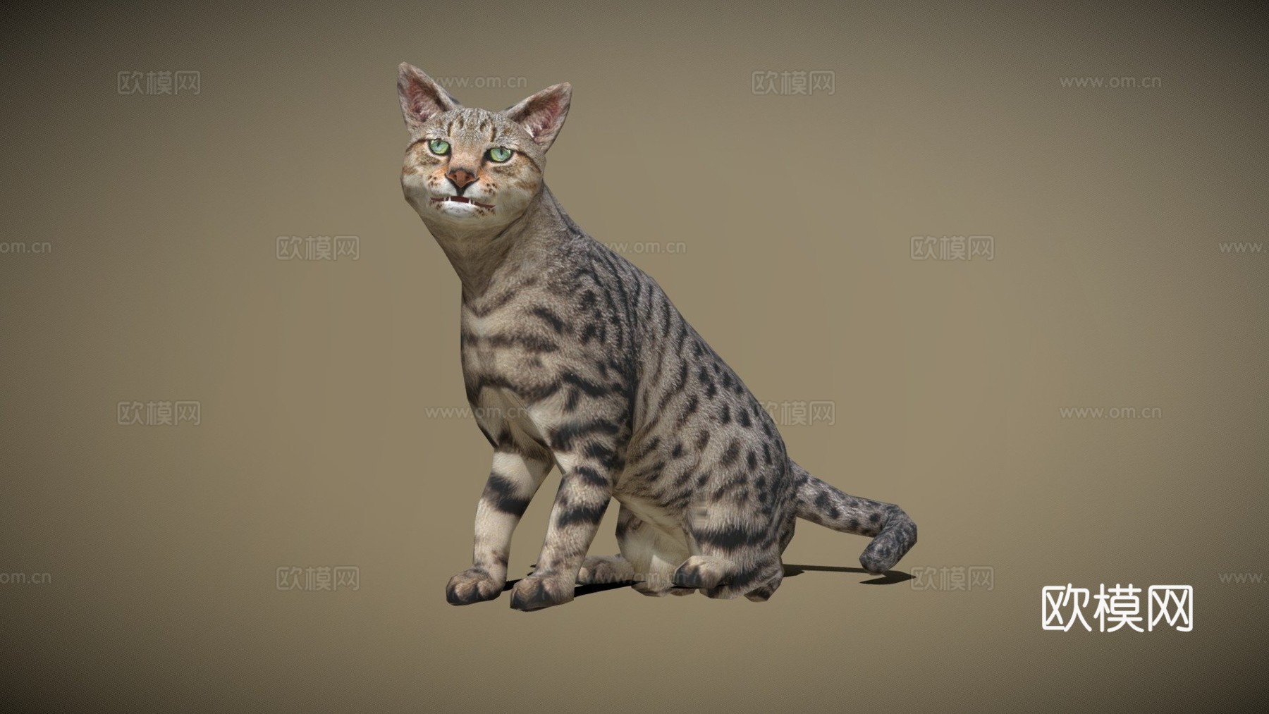 DRT-家养动物-猫3d模型