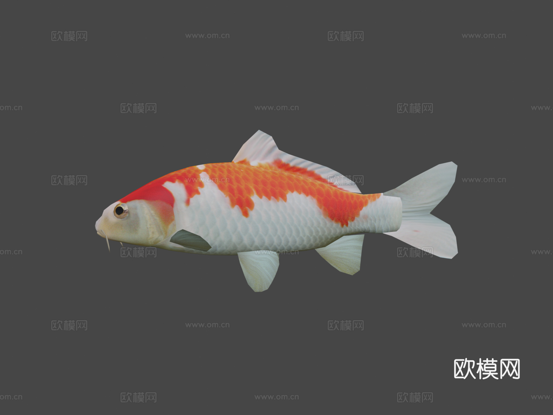 锦鲤3d模型