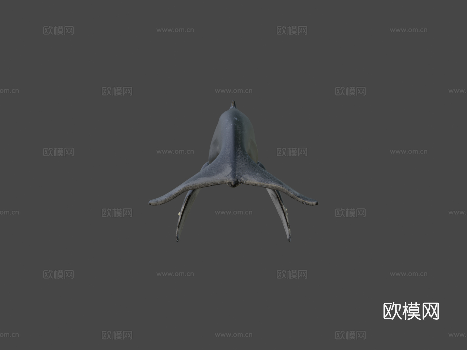 高多边形座头鲸3d模型