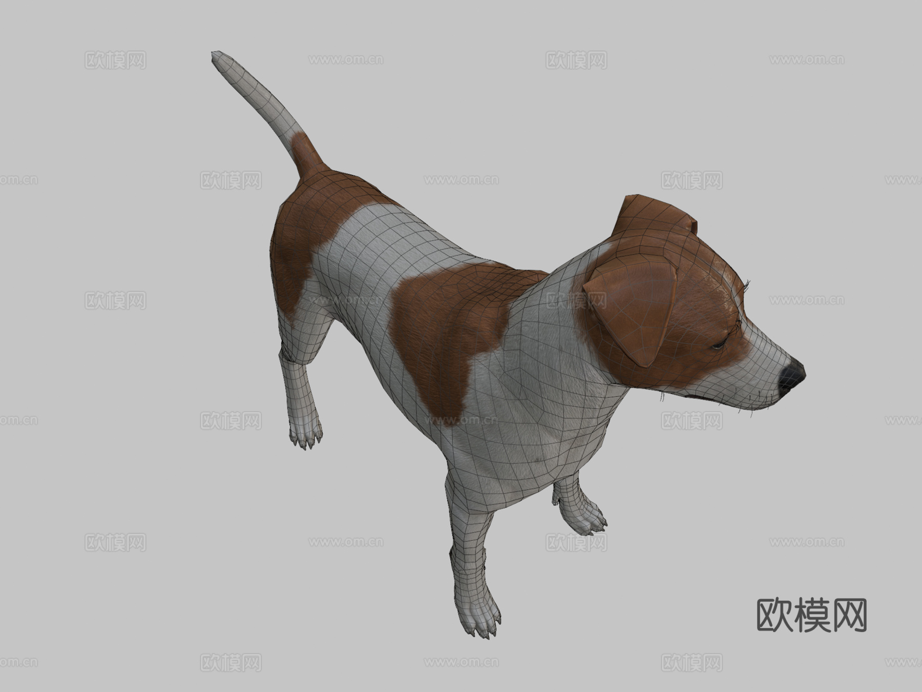 杰克罗素梗3d模型