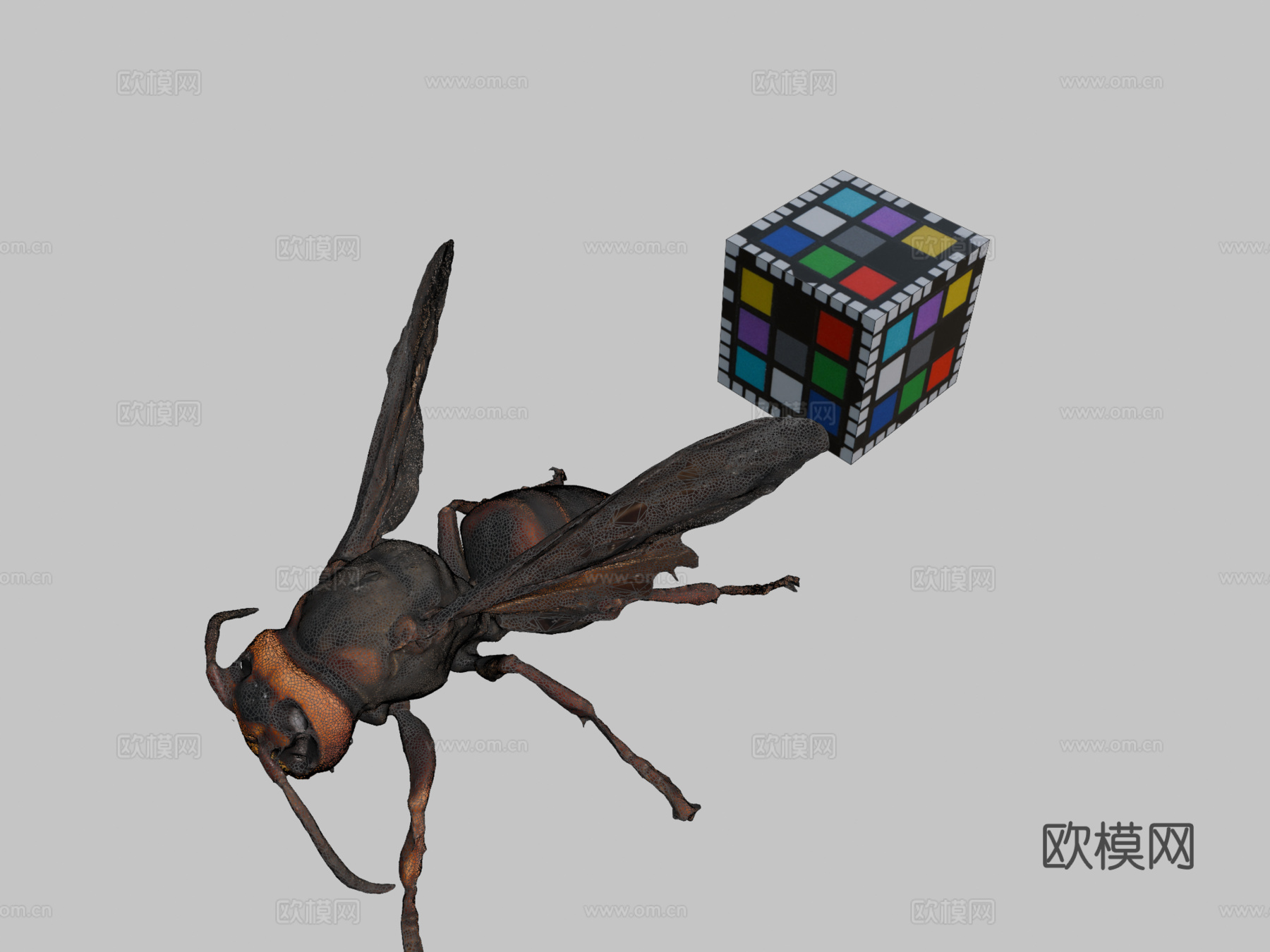 CC0欧洲大黄蜂3d模型