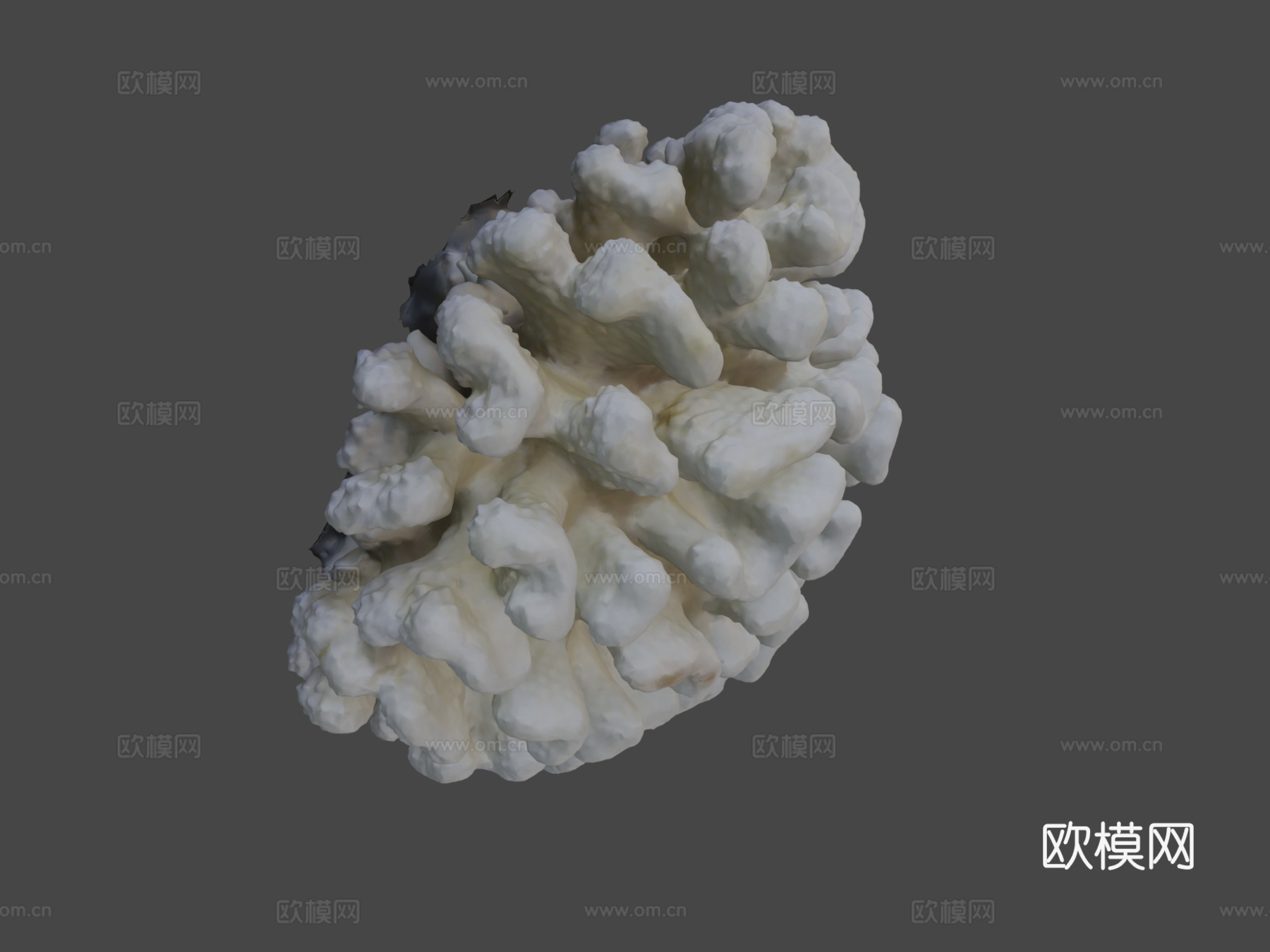 疣状杯形珊瑚3d模型