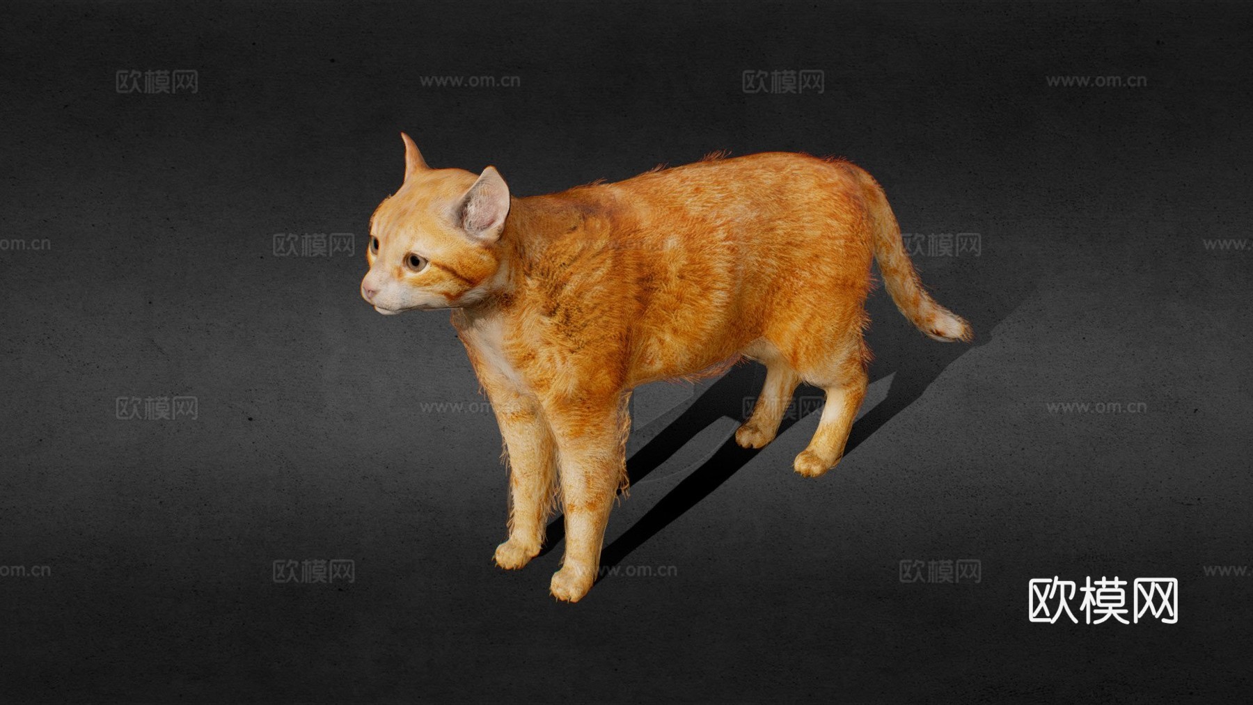 橙色动画猫3d模型