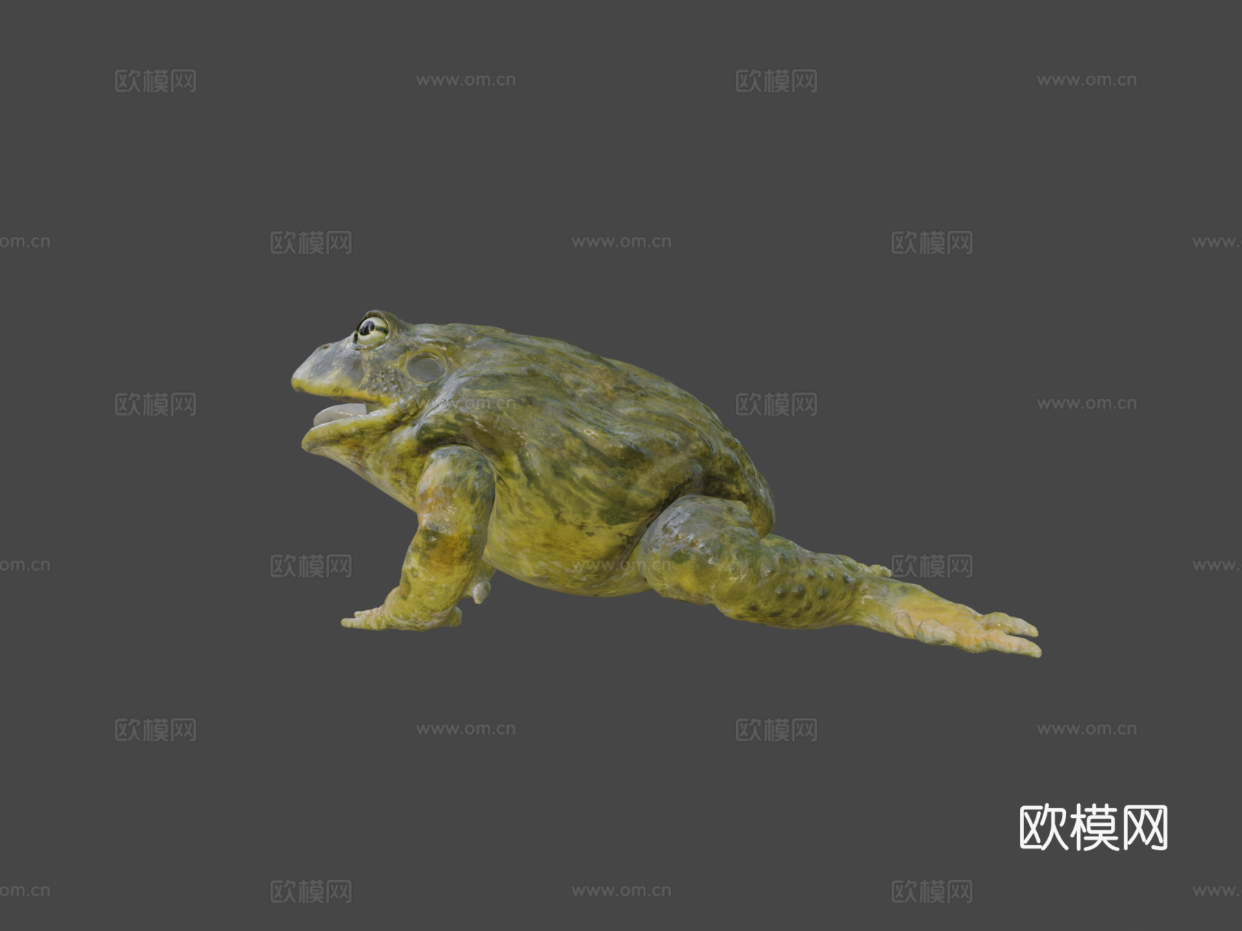 非洲牛蛙3d模型