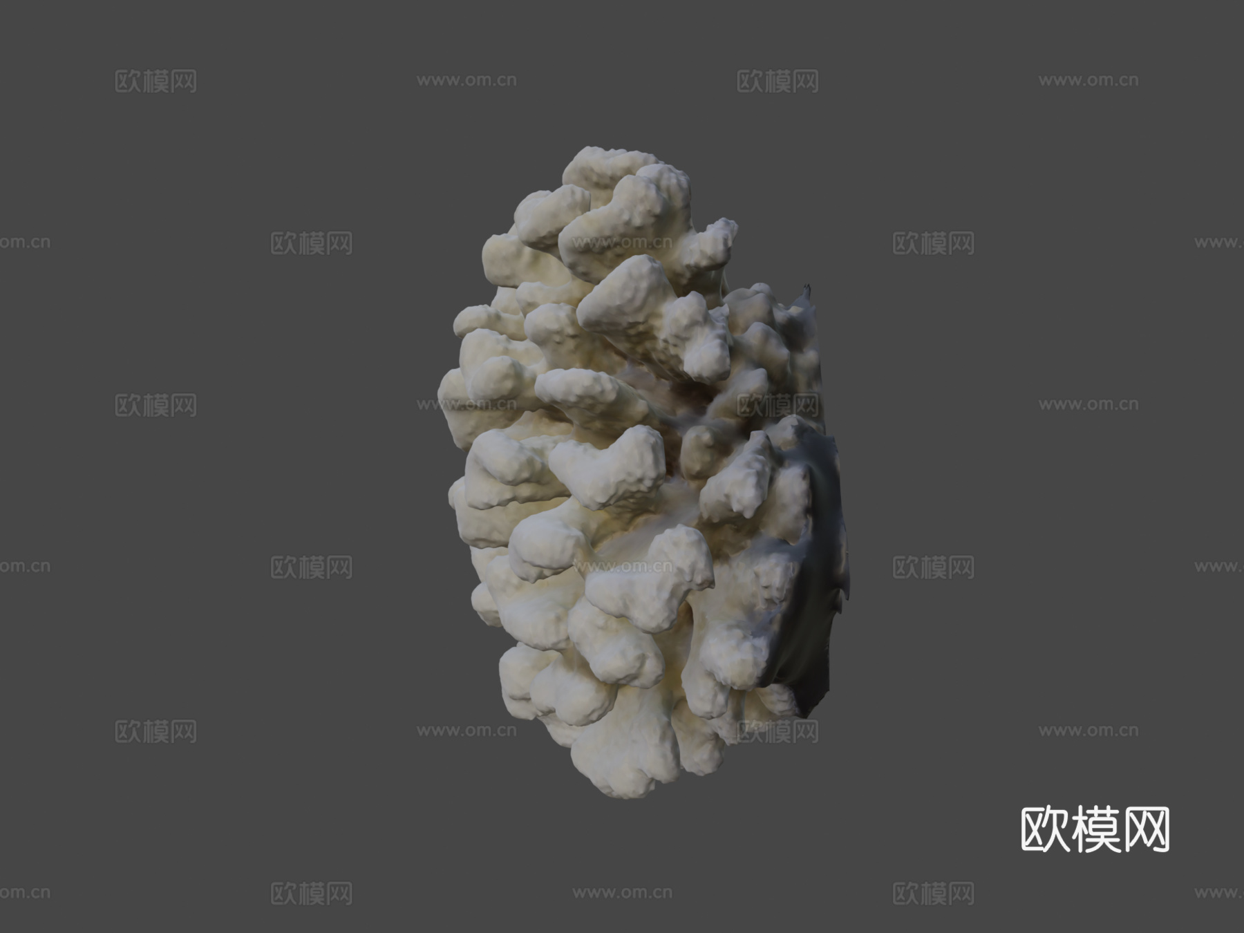 疣状杯形珊瑚3d模型