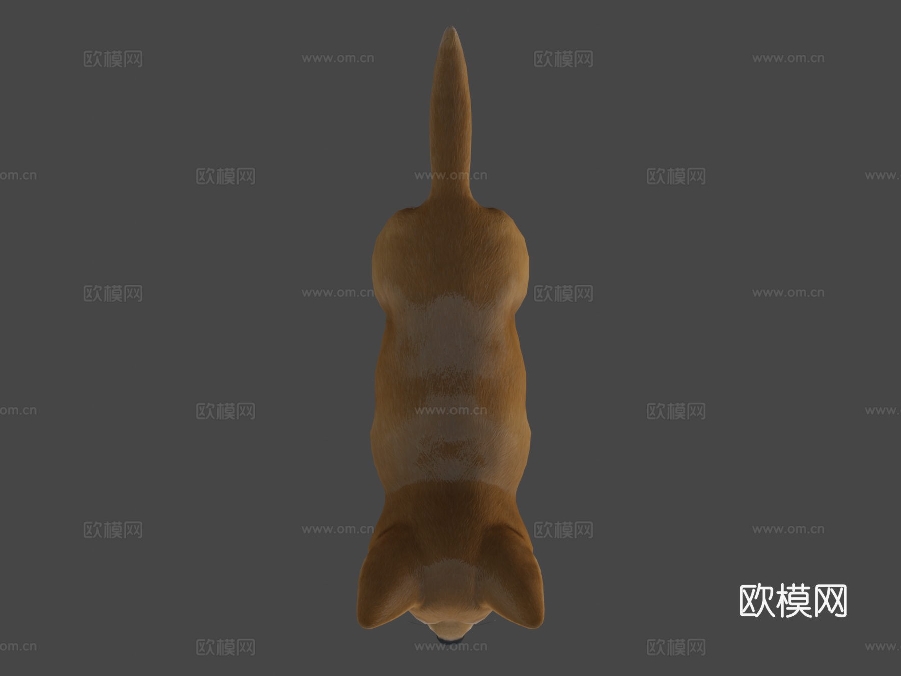 小狗-柴犬3d模型