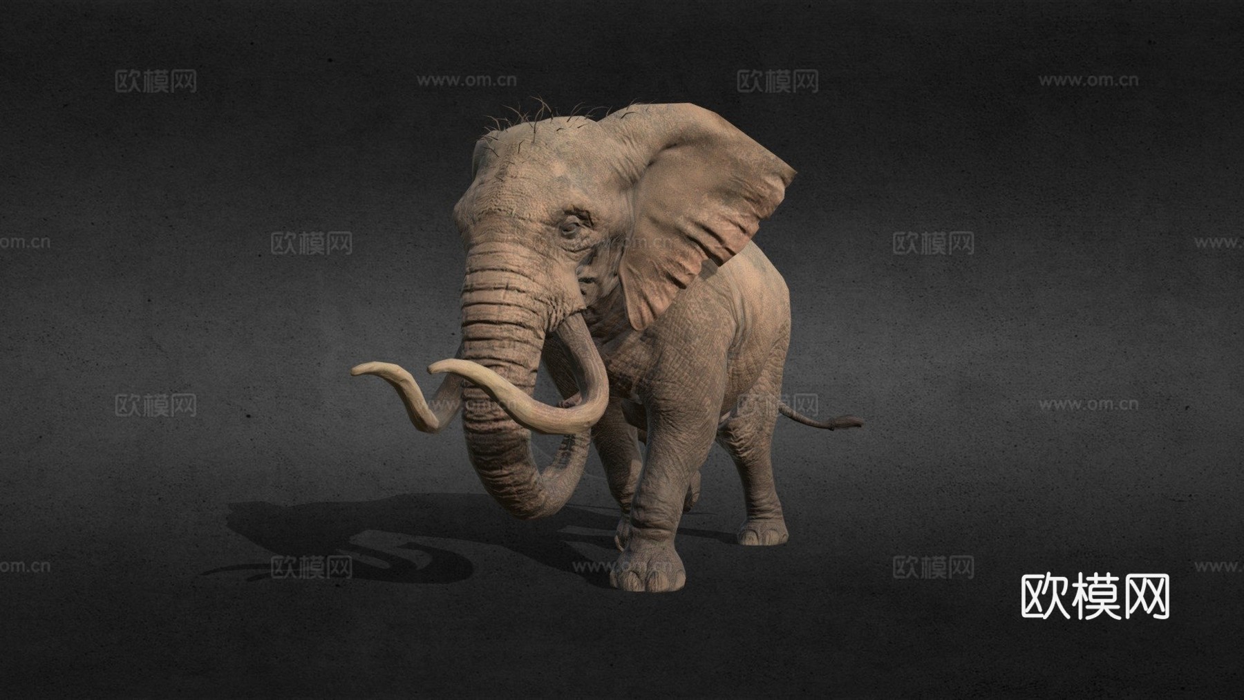 大象行走动画3d模型