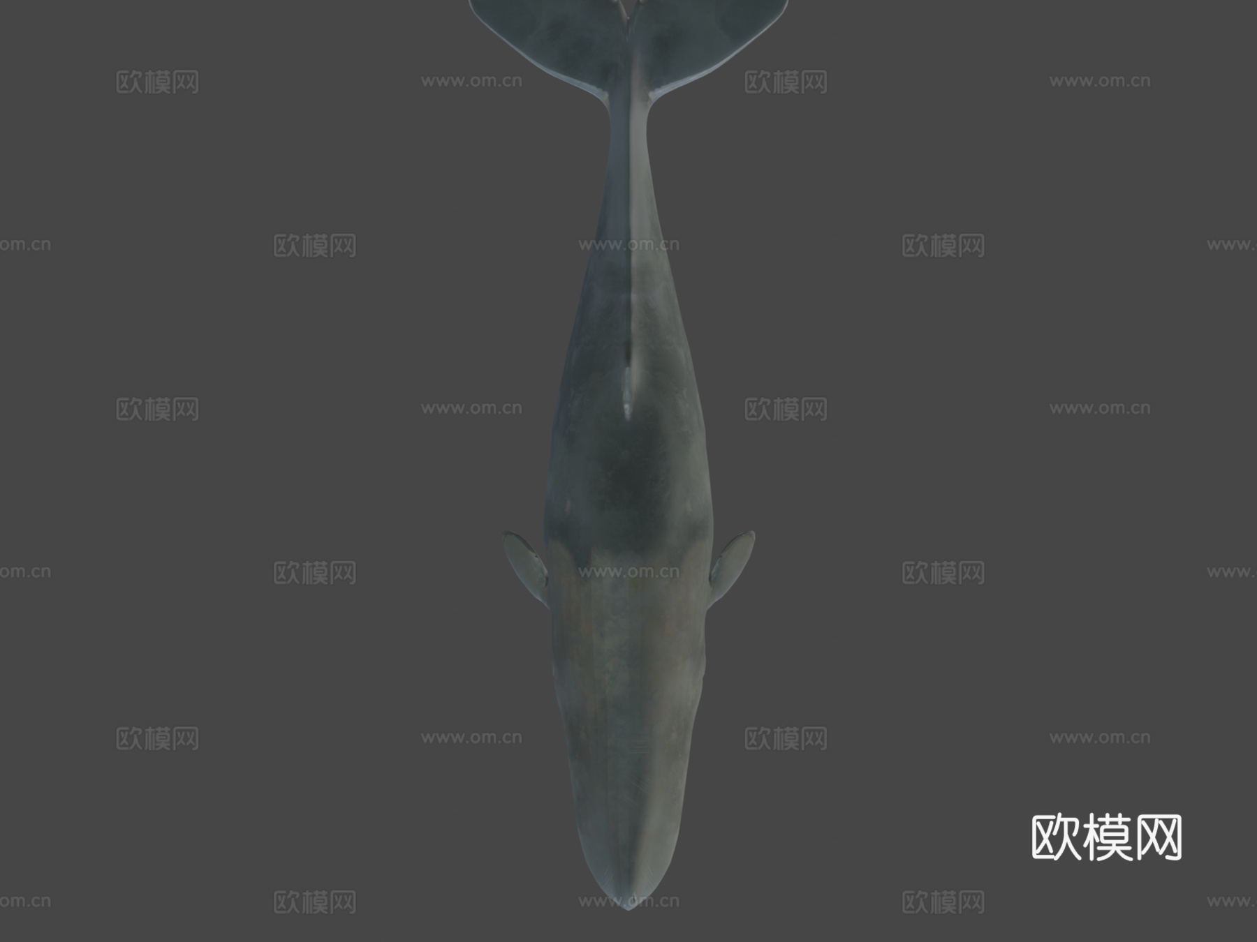 抹香鲸3d模型