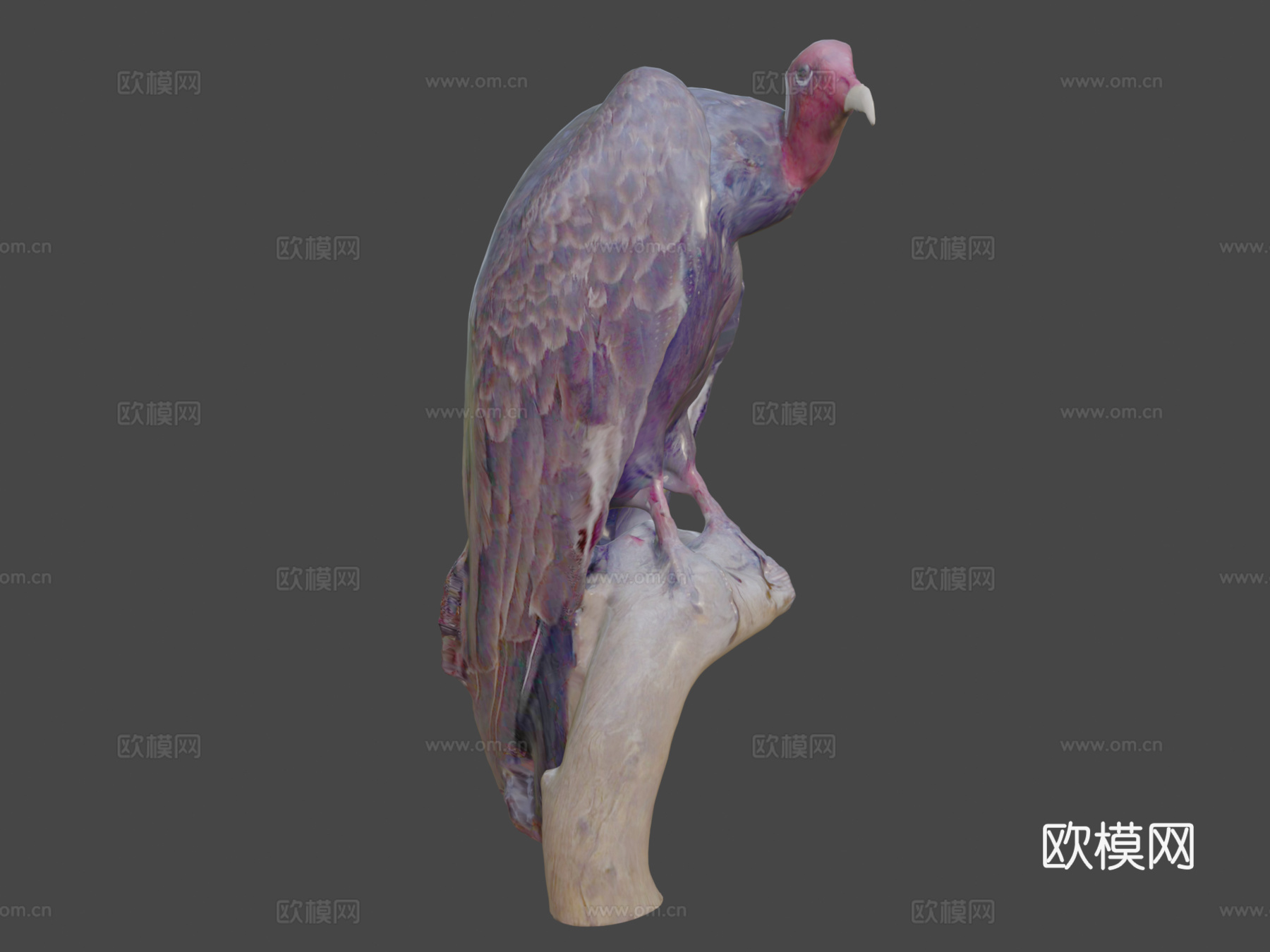 红头美洲鹫3d模型