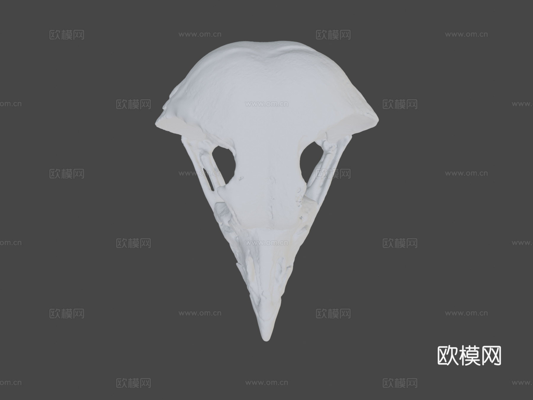 王秃鹫头骨3d模型