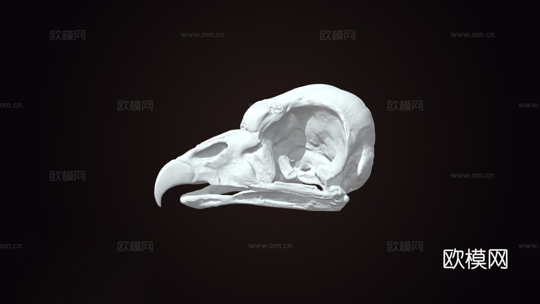王秃鹫头骨3d模型