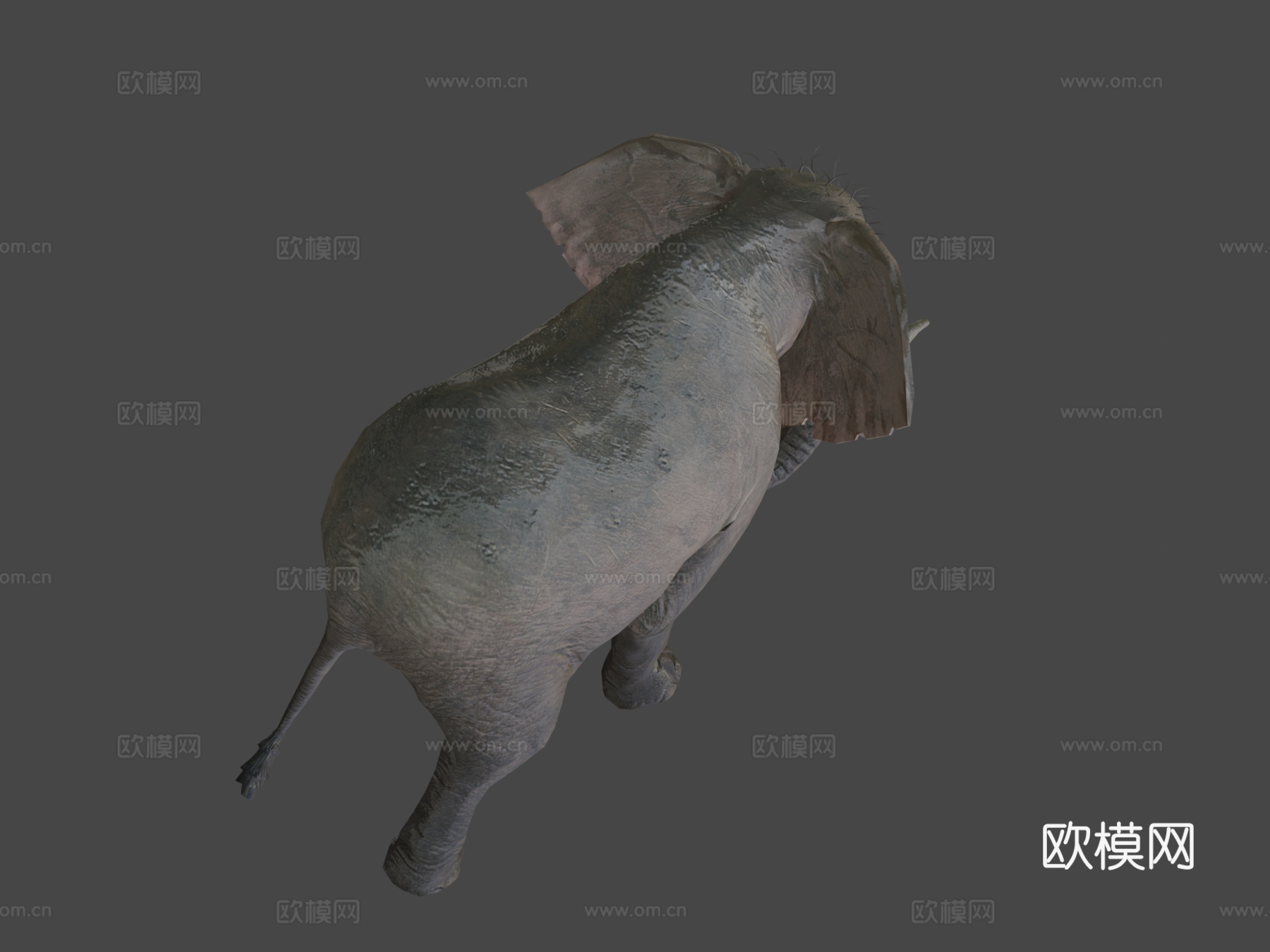 大象行走动画3d模型