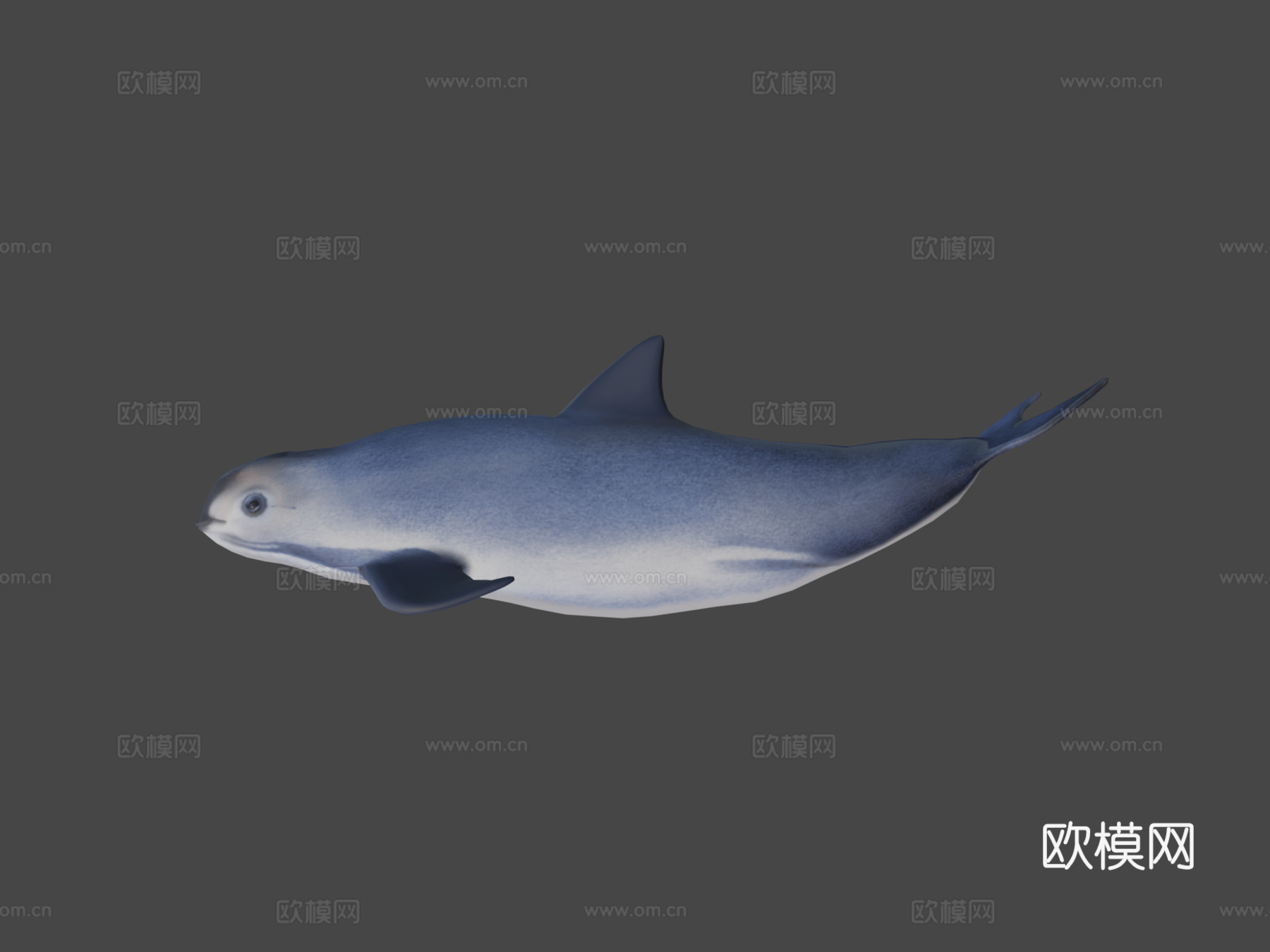 小头鼠海豚3d模型