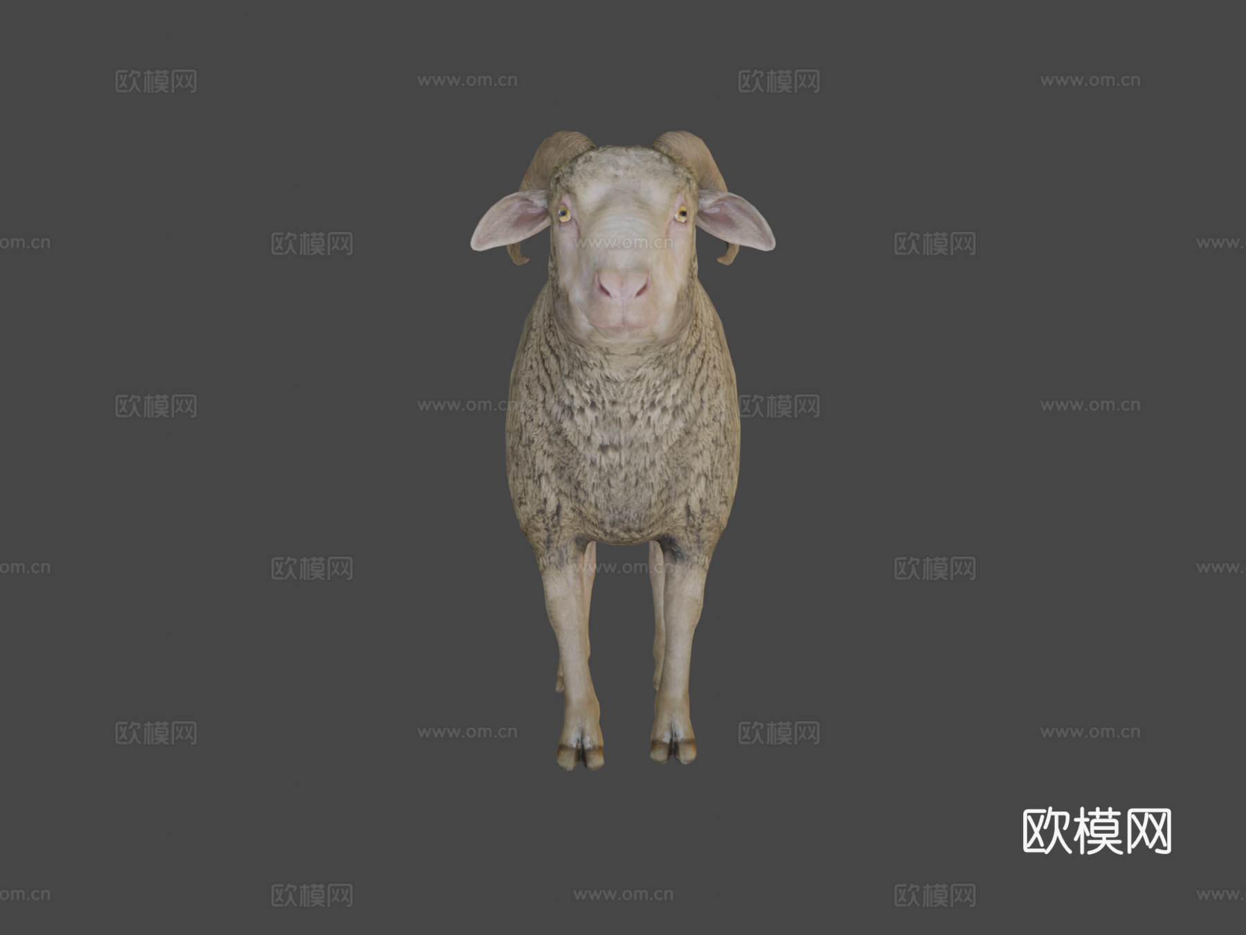 公羊动画3d模型