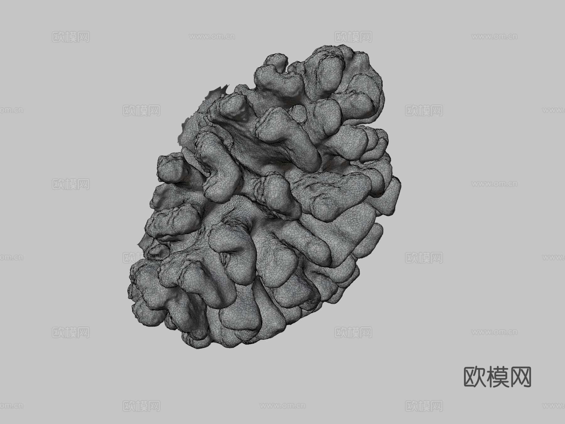 疣状杯形珊瑚3d模型