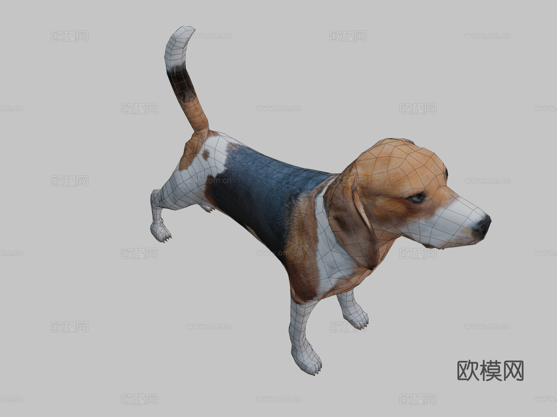 比格犬3d模型