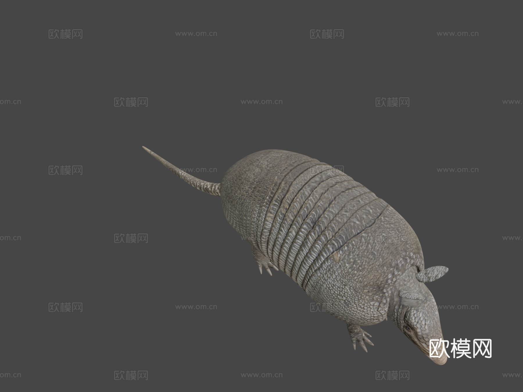 犰狳3d模型