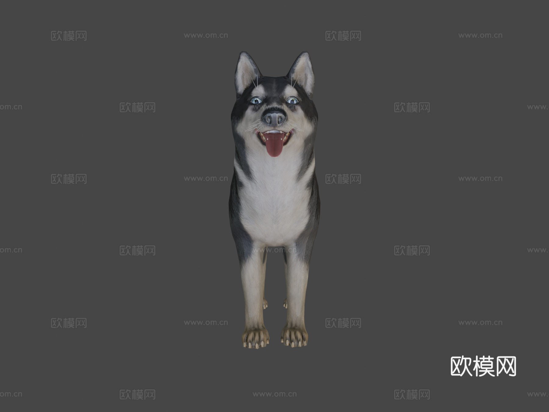 狗-哈士奇3d模型