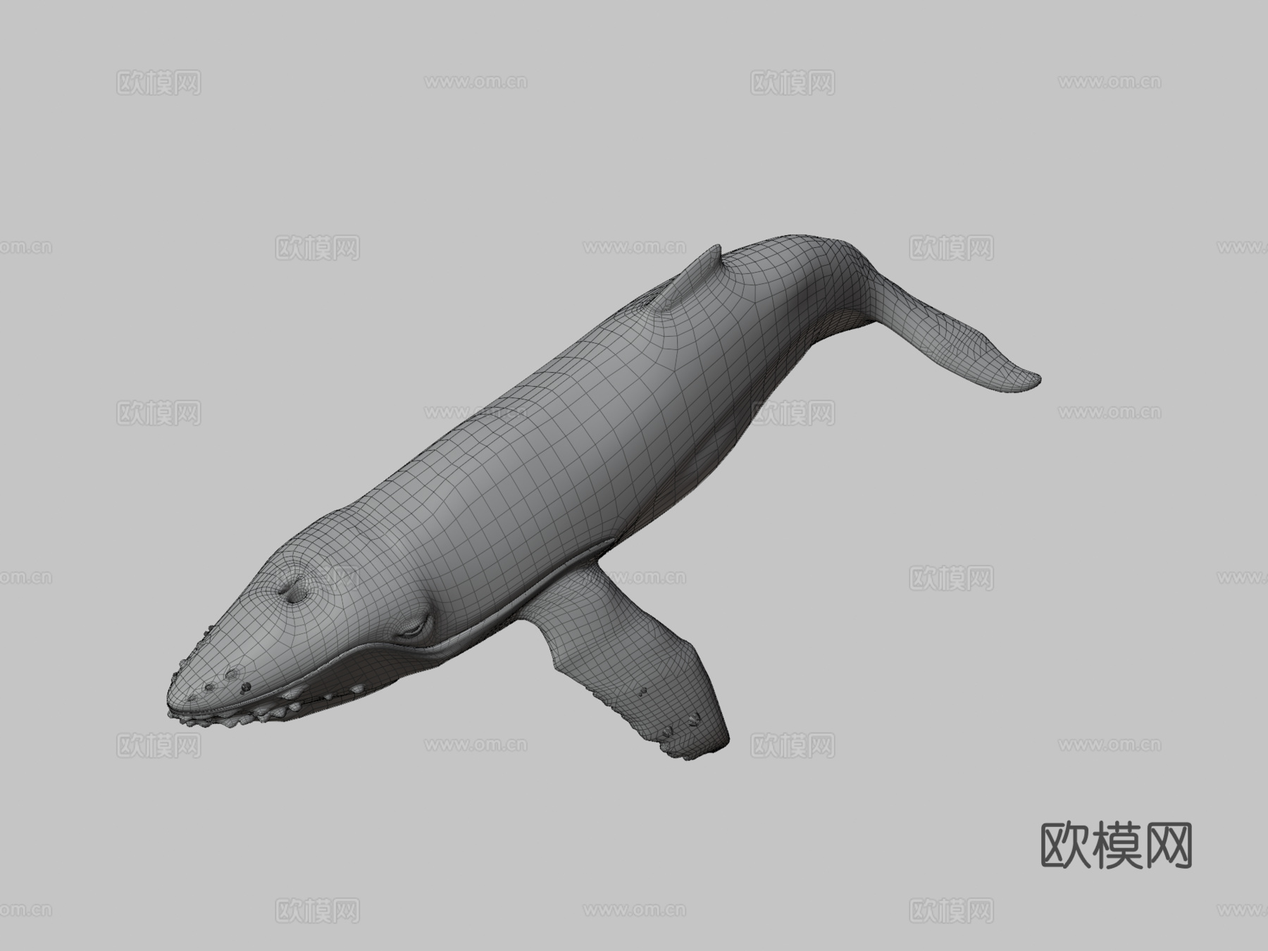高多边形座头鲸3d模型