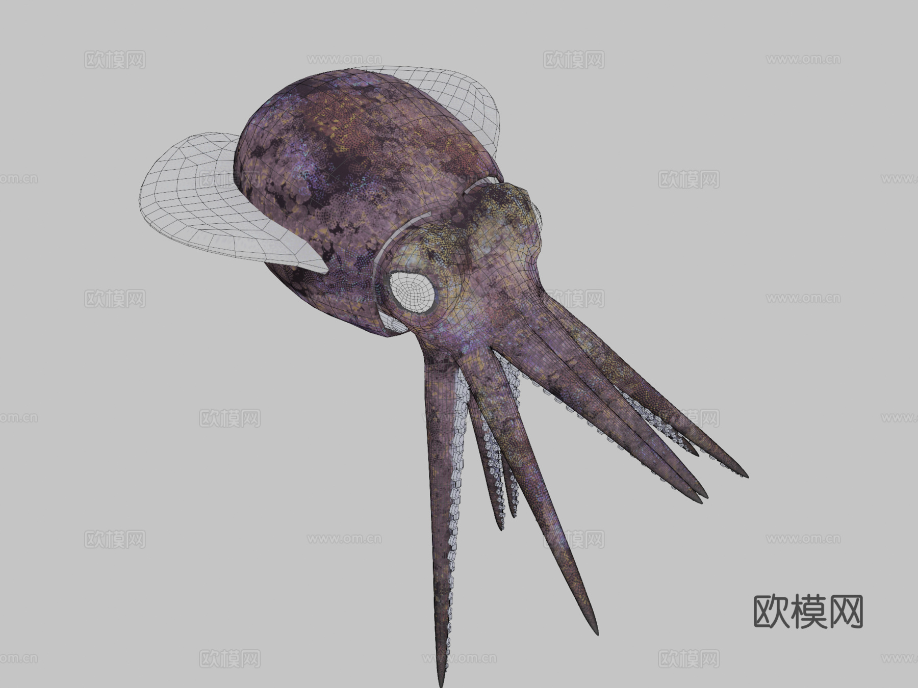 短尾鱿鱼3d模型