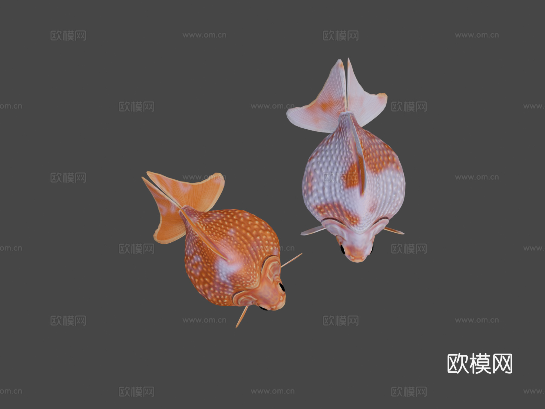 珍珠鳞金鱼3d模型