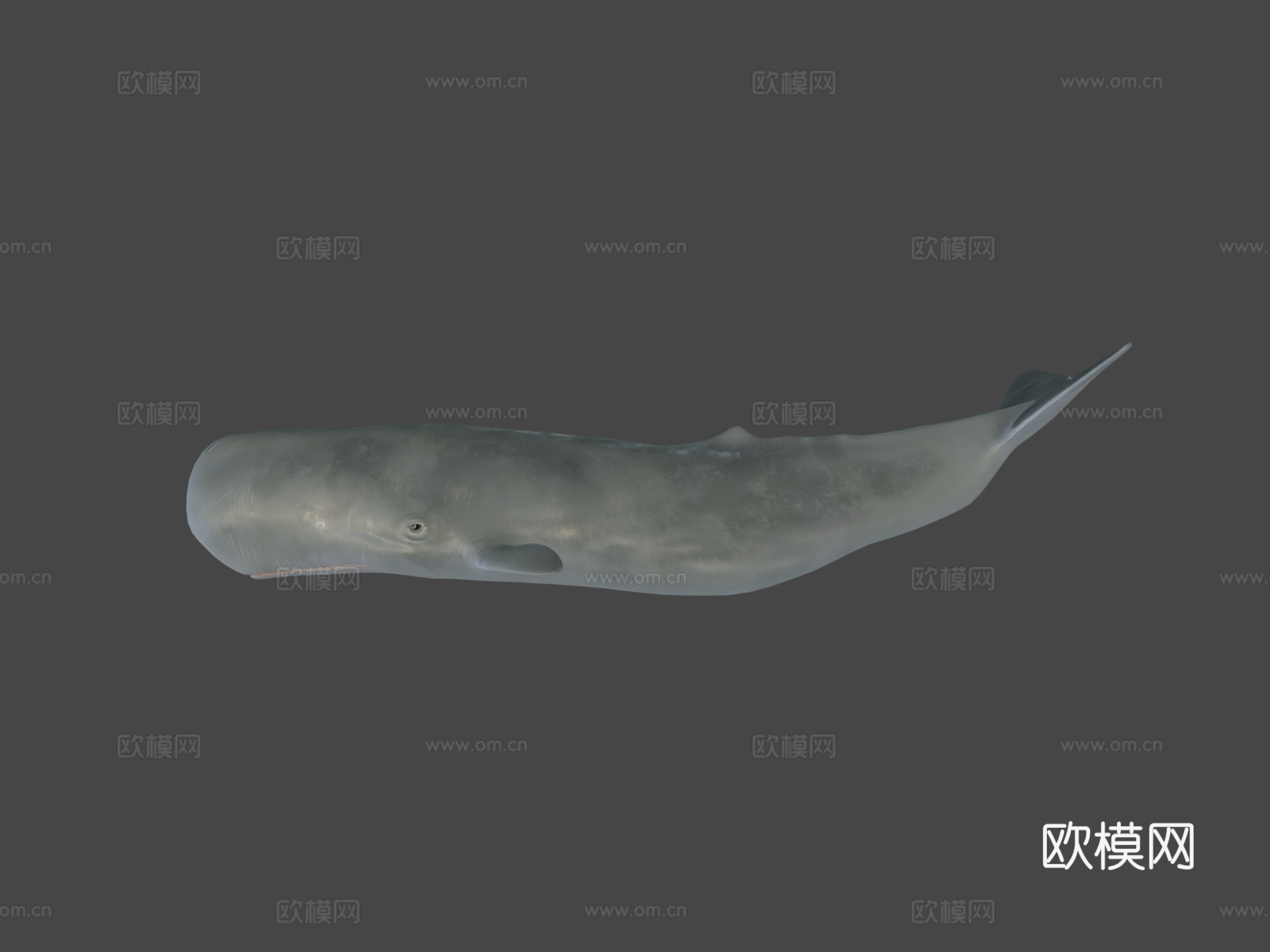 抹香鲸3d模型