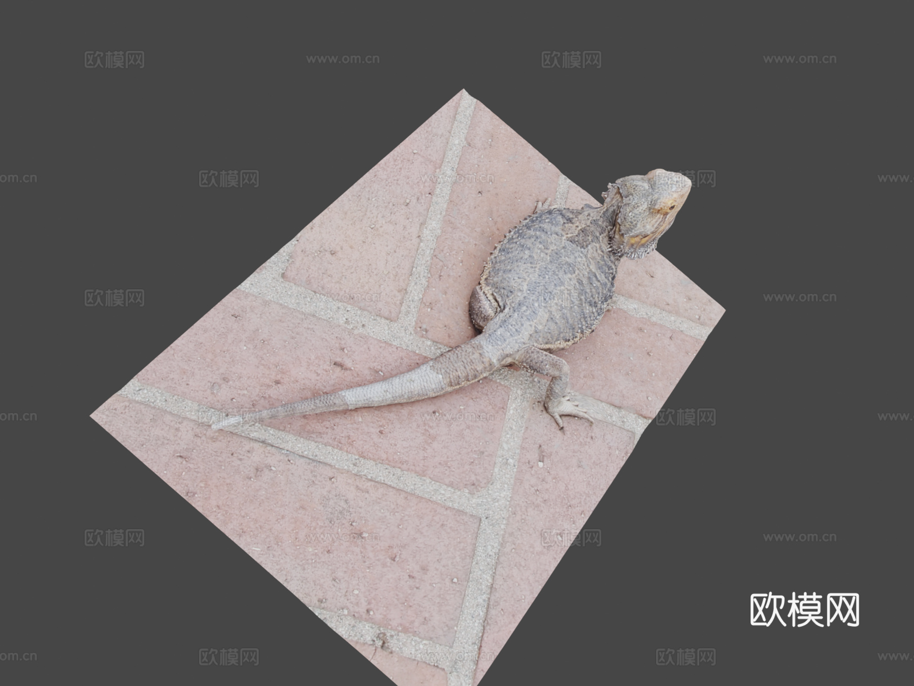 鬃狮蜥3d模型