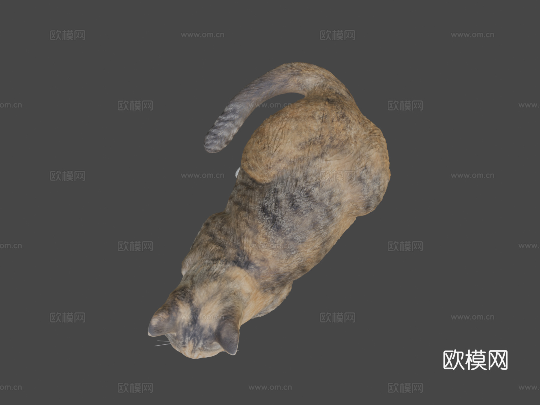 躺猫143d模型