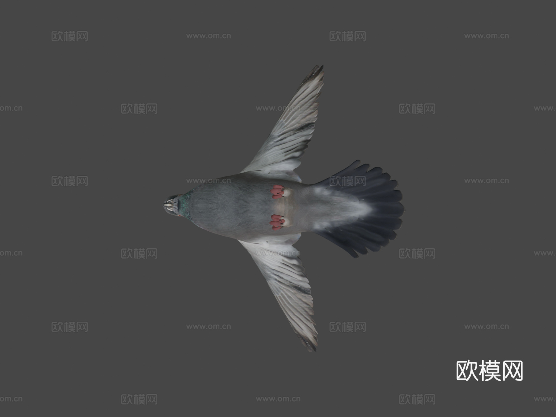 鸽子3d模型