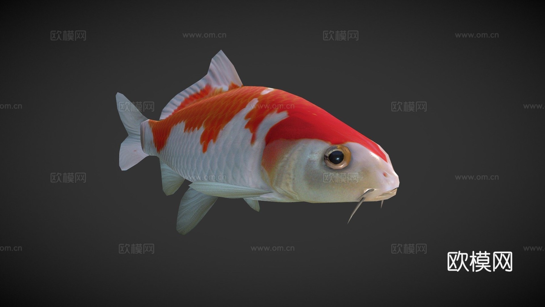 锦鲤3d模型