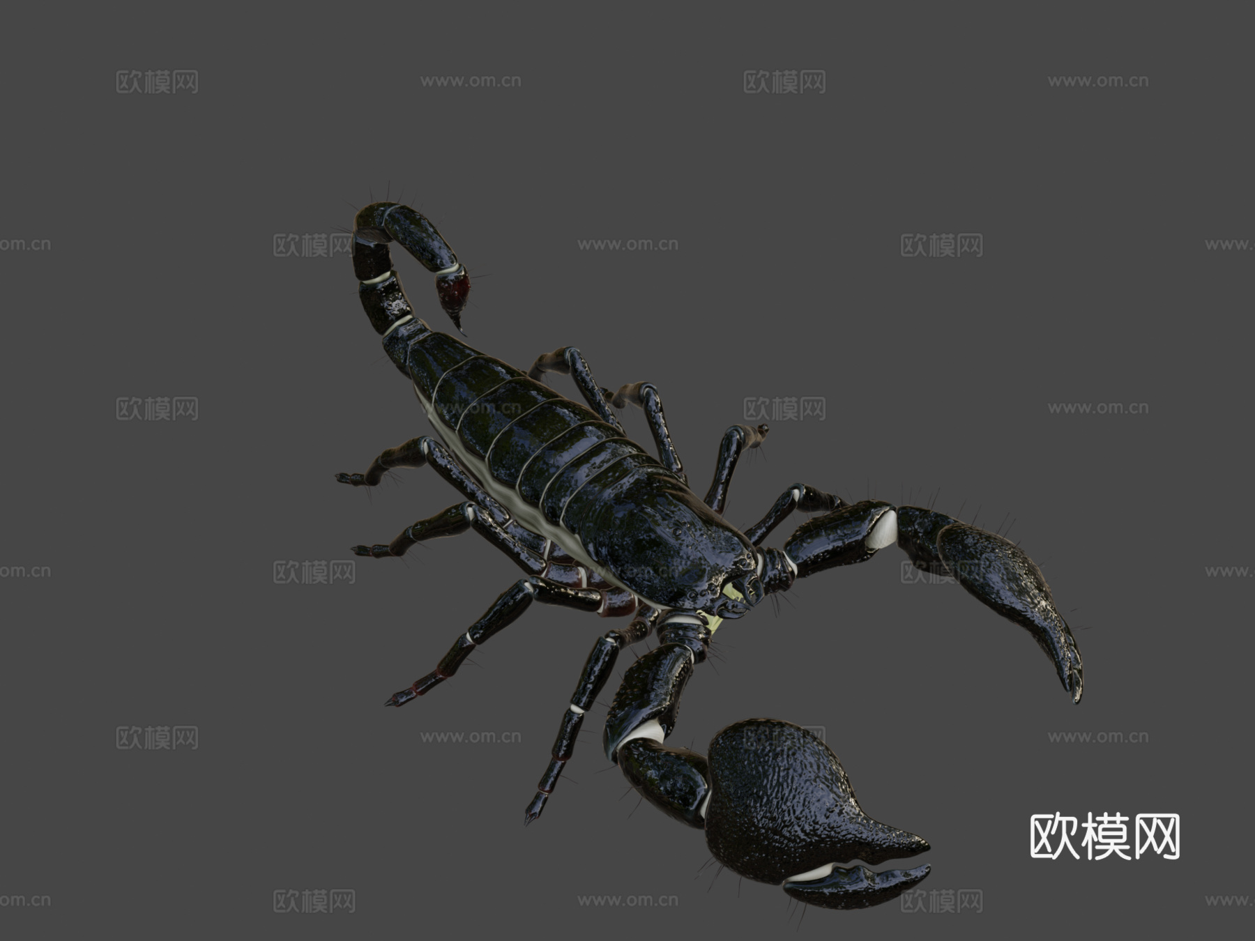 高多边形-帝王蝎3d模型