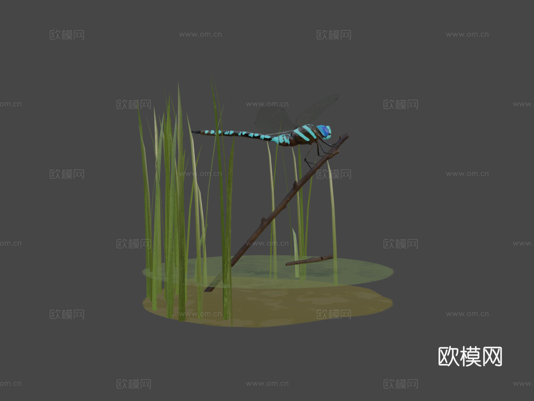 蓝蜻蜓3d模型