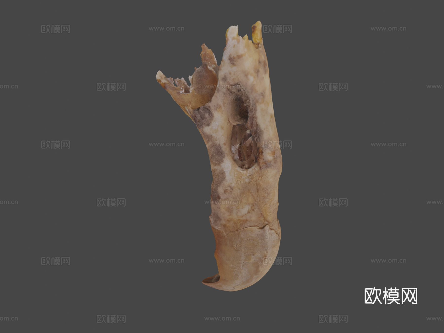 加州秃鹫3d模型