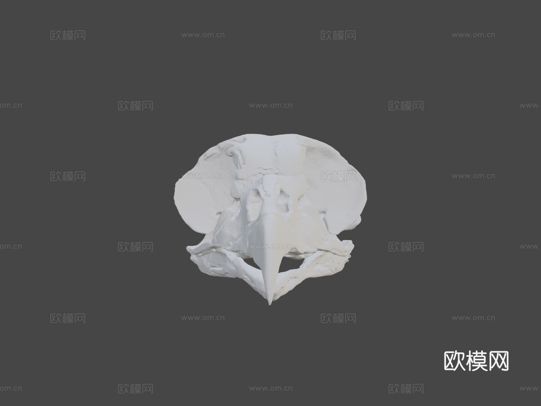 王秃鹫头骨3d模型