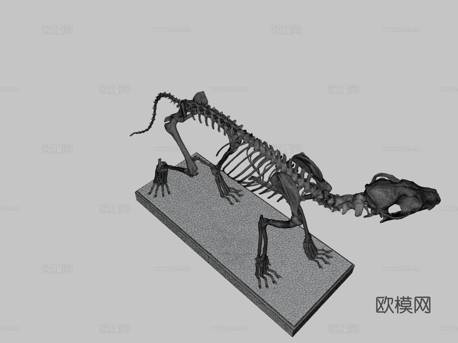 库佩奥狐骨架3d模型