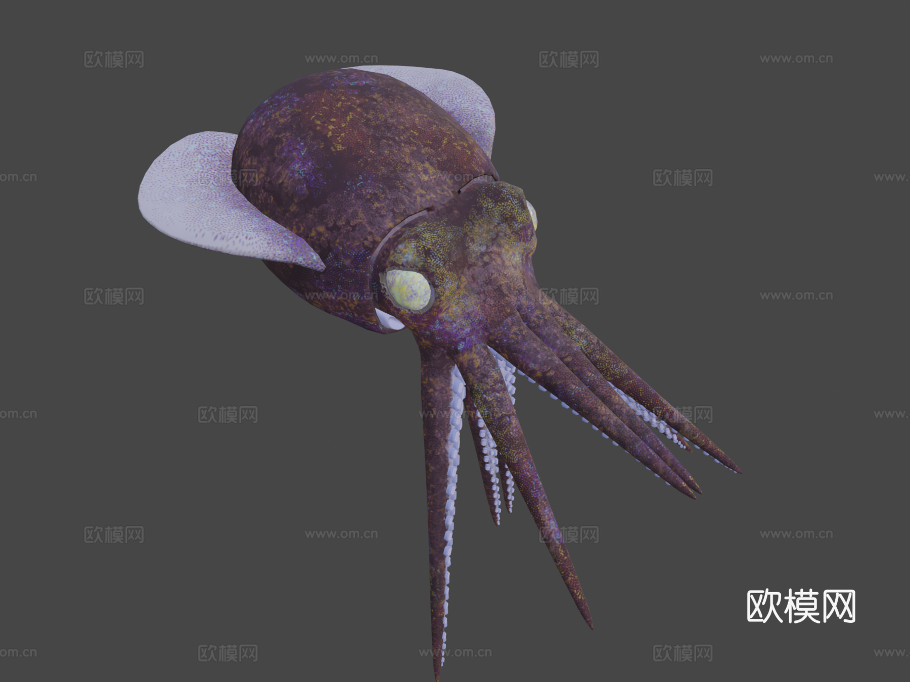 短尾鱿鱼3d模型